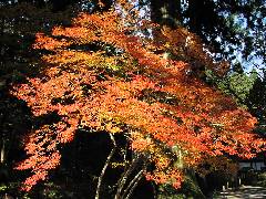 Autumn Leaves at Kozenji (1)