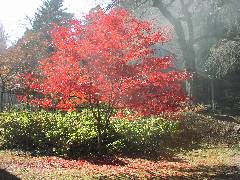 Autumn Leaves at Kozenji (2)