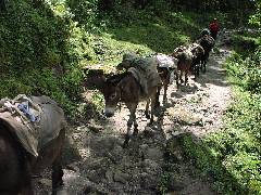 Horses (1)
