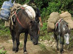 Horses (2)