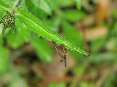 Leech (1)