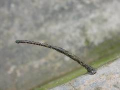Leech (2)