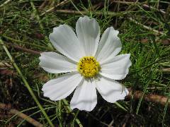 White Cosmos
