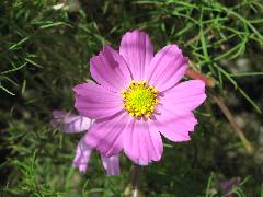 Pink Cosmos