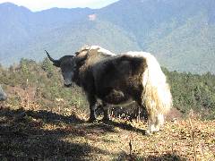 Yak