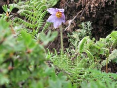 Blue Poppy in Chelela