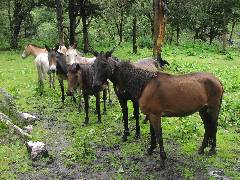 Horses
