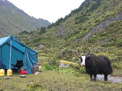 Yak