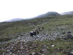 Yaks