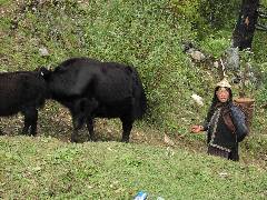 People from Laya