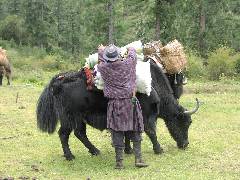 Yak Holder