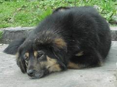 Dog at Koina